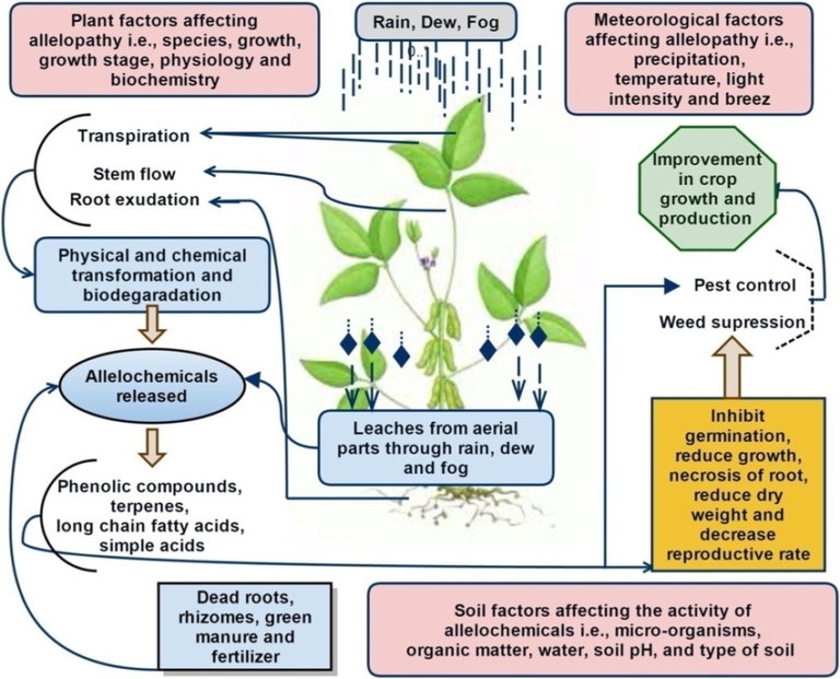 Overall-processes-of-allelopathy-and-factors-affecting-allelopathy-This-figure-describes 1